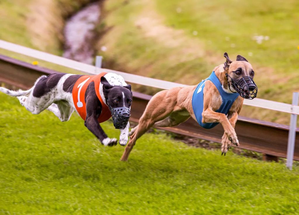 new zealand to ban greyhound racing